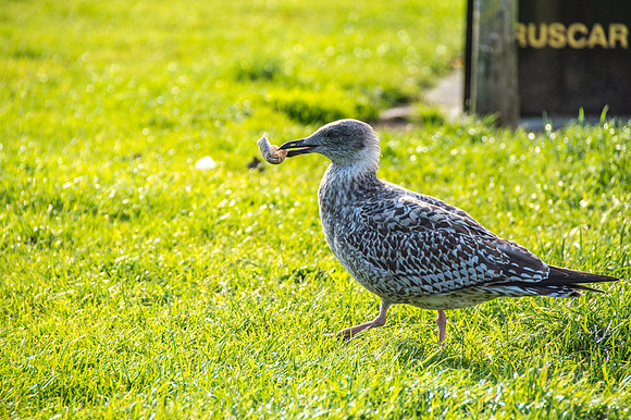 20150930-DSC_0407