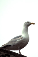 20130520-Birds (9)