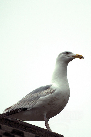 20130520-Birds (9)