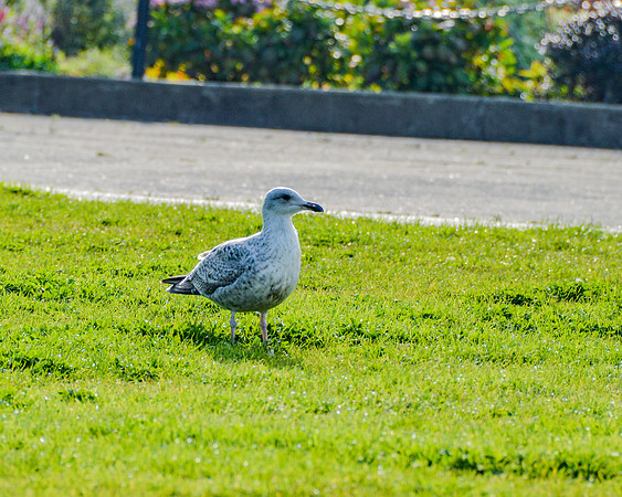 20150930-DSC_0415