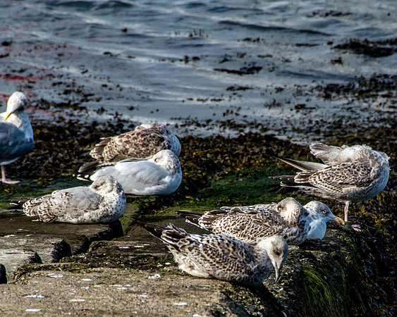 20150930-DSC_0421