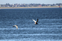 20130519-Birds (22)