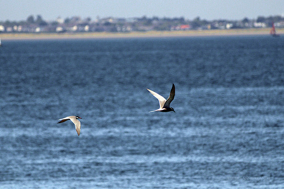 20130519-Birds (22)