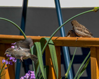 20130613-06-14-2013236