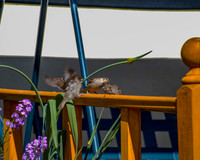 20130613-06-14-2013213