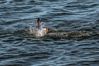20130519-Birds (17)