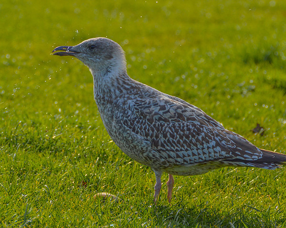 20150930-DSC_0413
