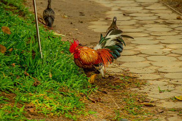 Thailand--7